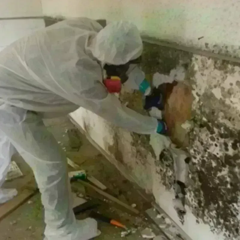 Mold Remediation and Removal in Ness City, KS